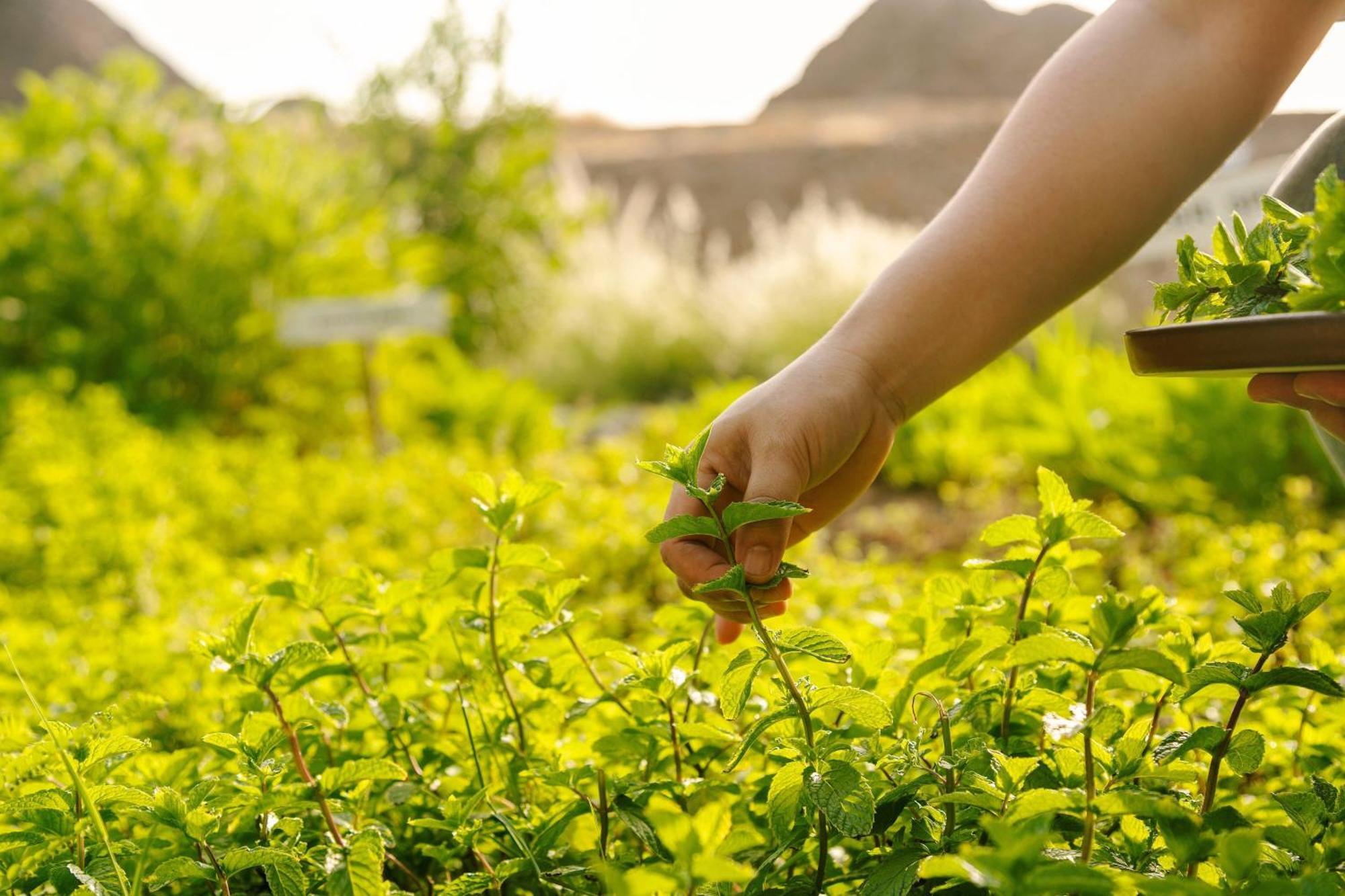 Al Bustan Palace, A Ritz-Carlton Hotel Muskat Eksteriør bilde Mint being harvested